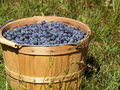 bucket of Blueberries